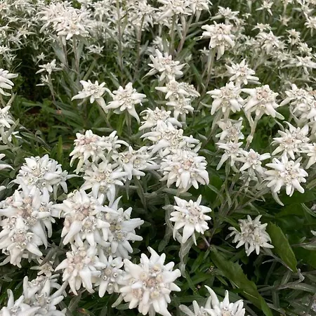 Almhof מלון הוכפוגן