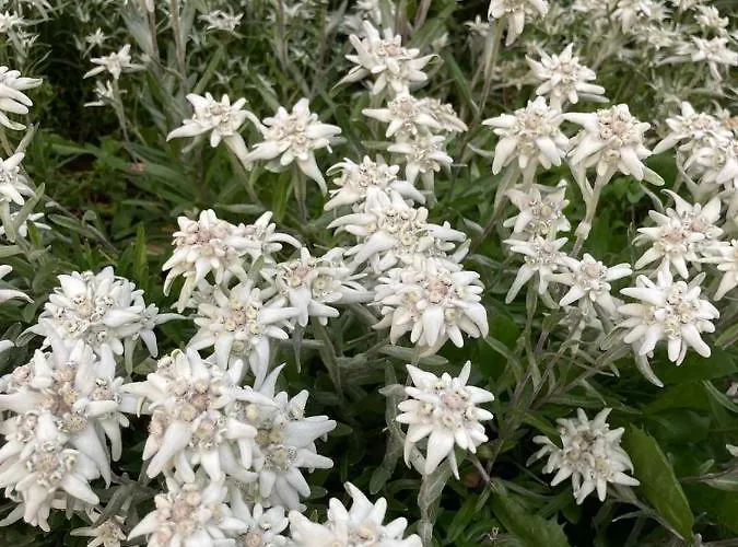 Almhof Hotel Hochfügen